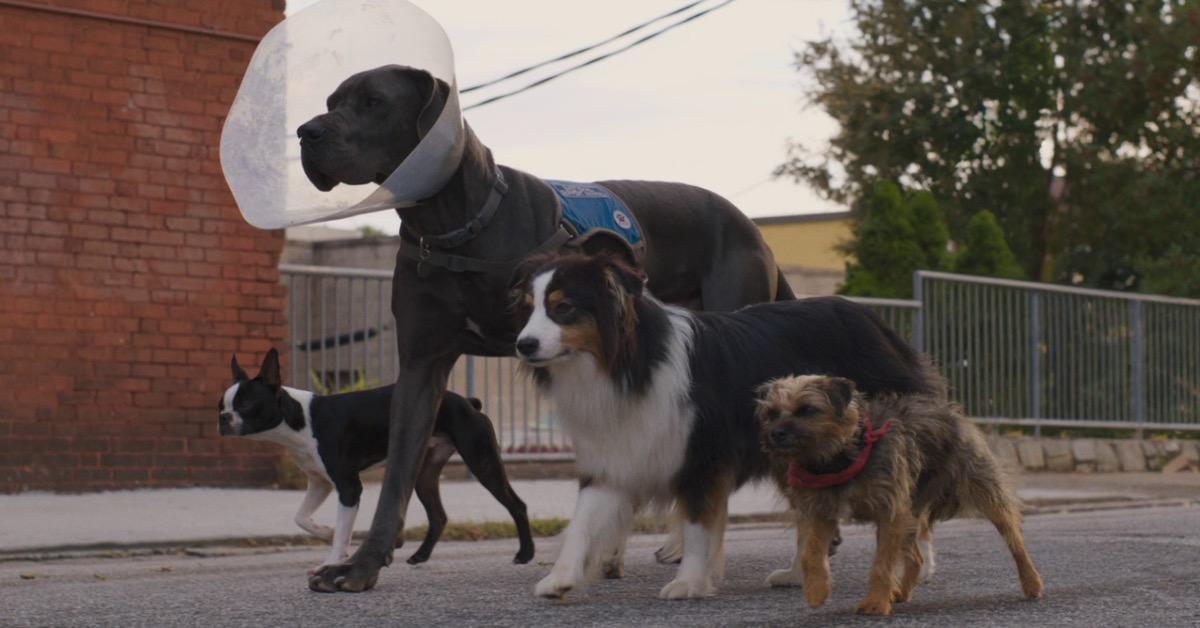 strays-movie-jamie-foxx-will-ferrell